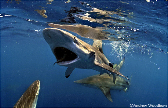 sharks underwater photo copyright A woodburn
